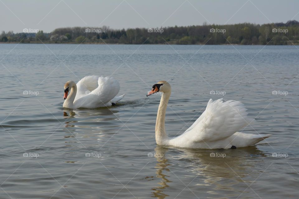 two white swans on a lake spring time beautiful nature landscape