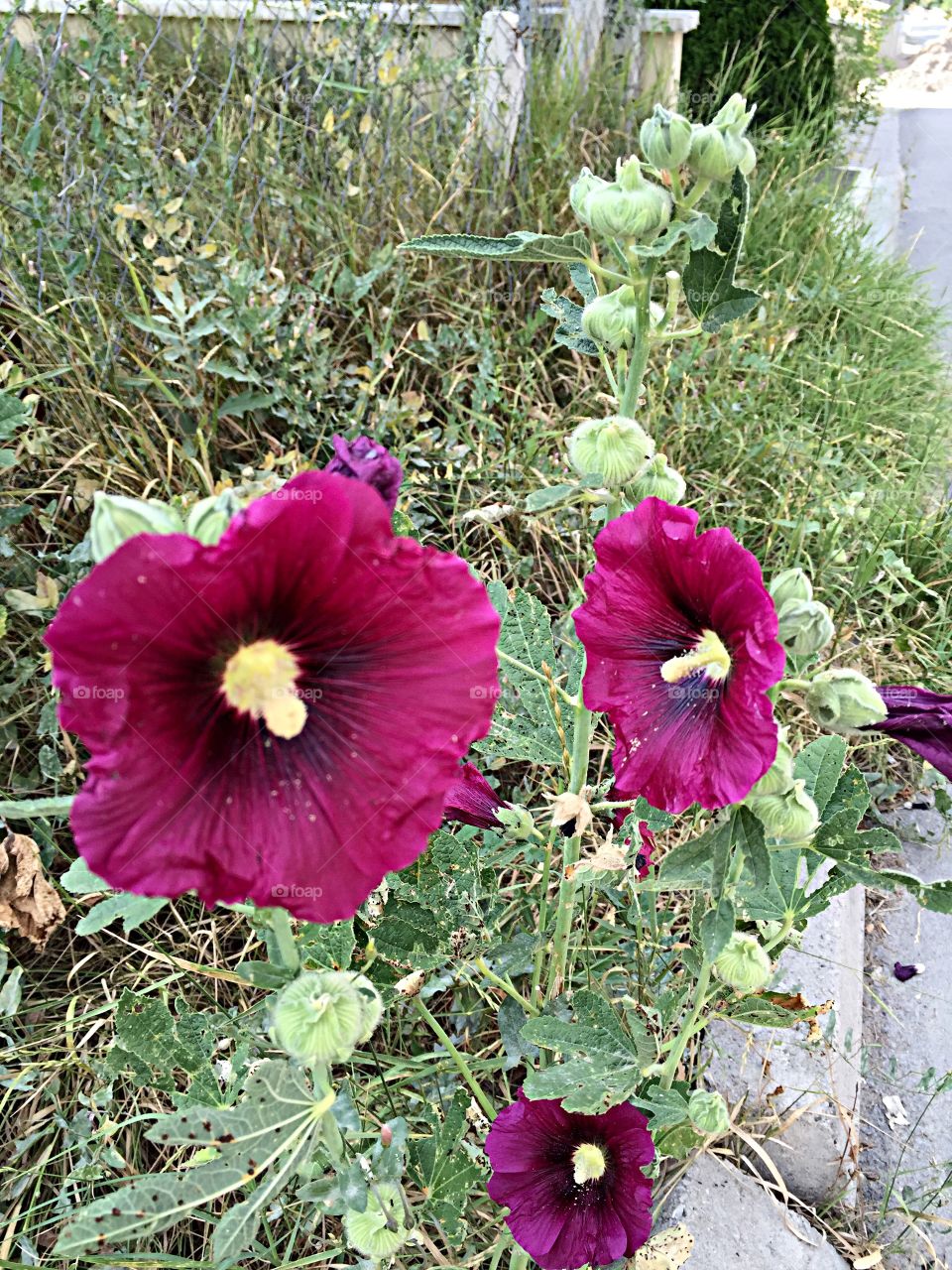 Flowers in the nature