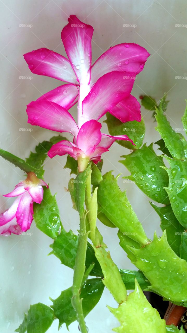 Christmas Cactus getting a drink!