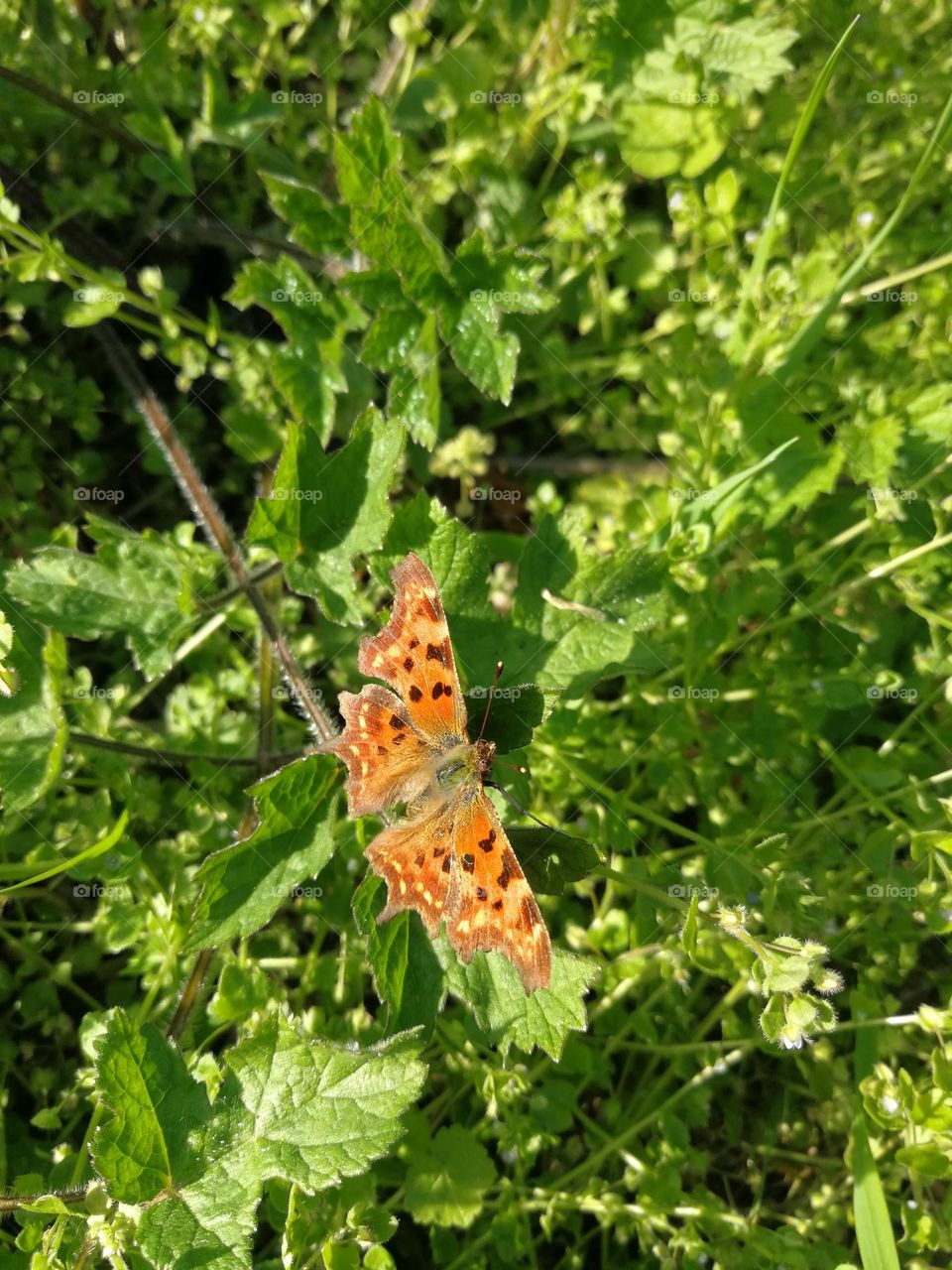 Polygonia c-album Butterfly