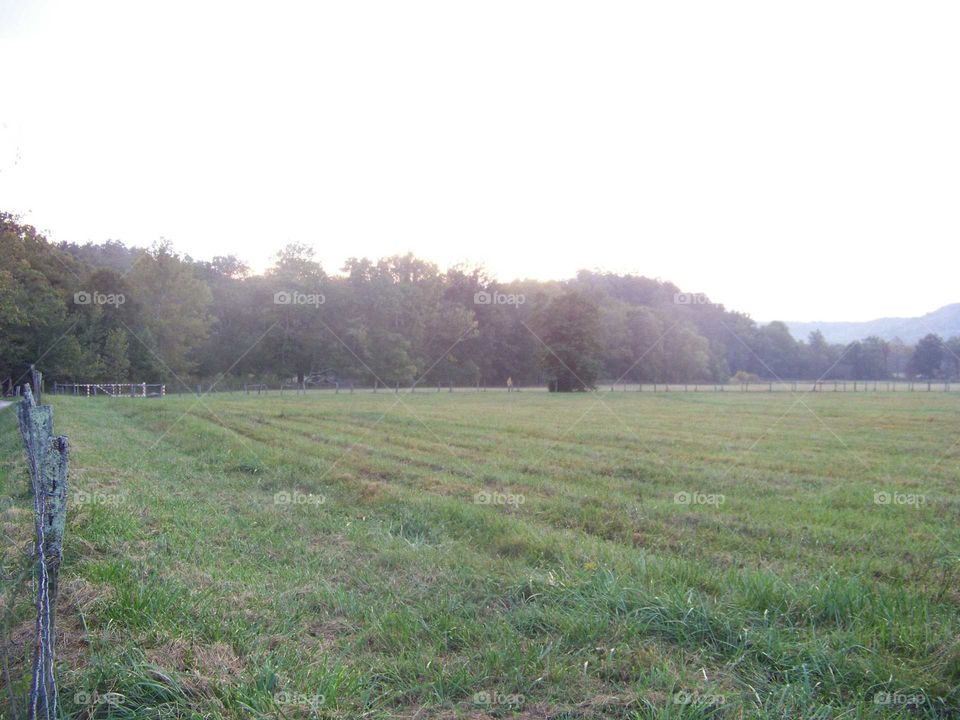 Field