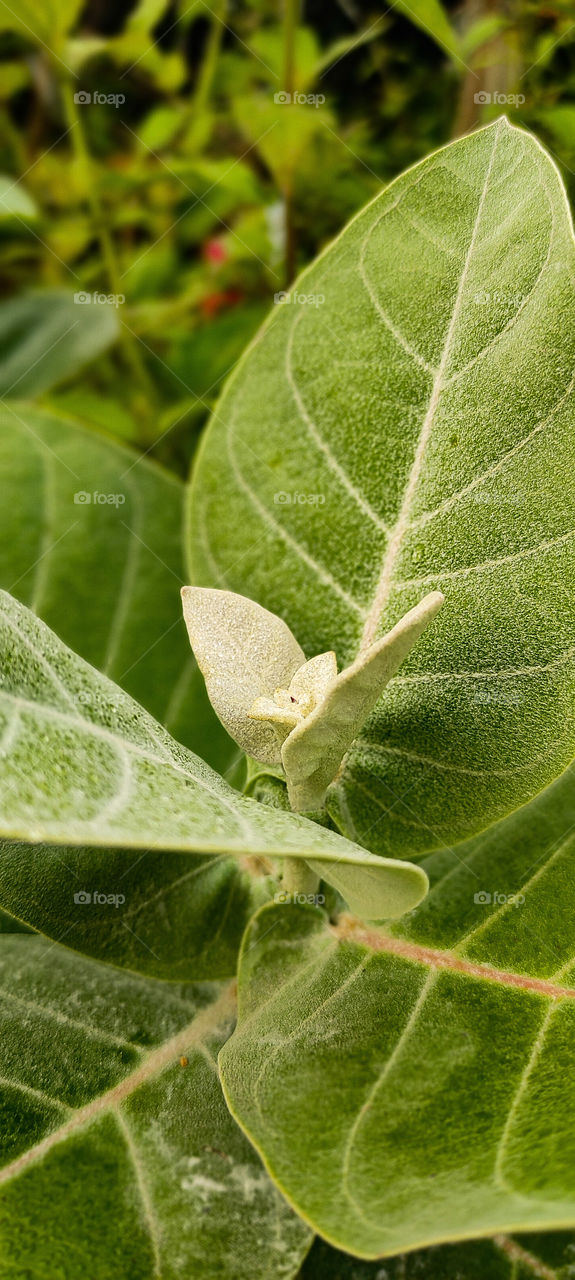 A close capture to leaf.