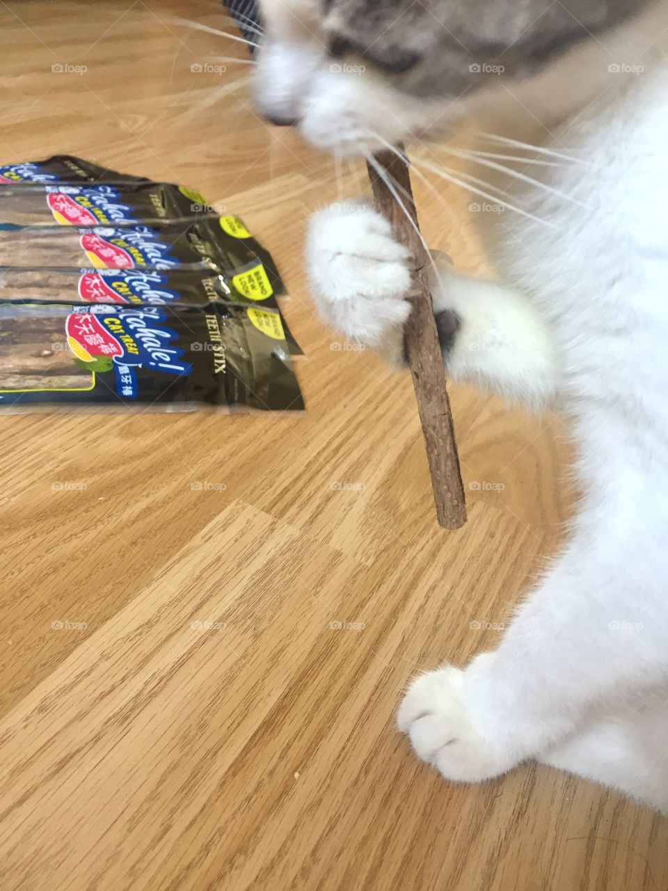 Cat enjoying her treat Matatabi stick help with paw