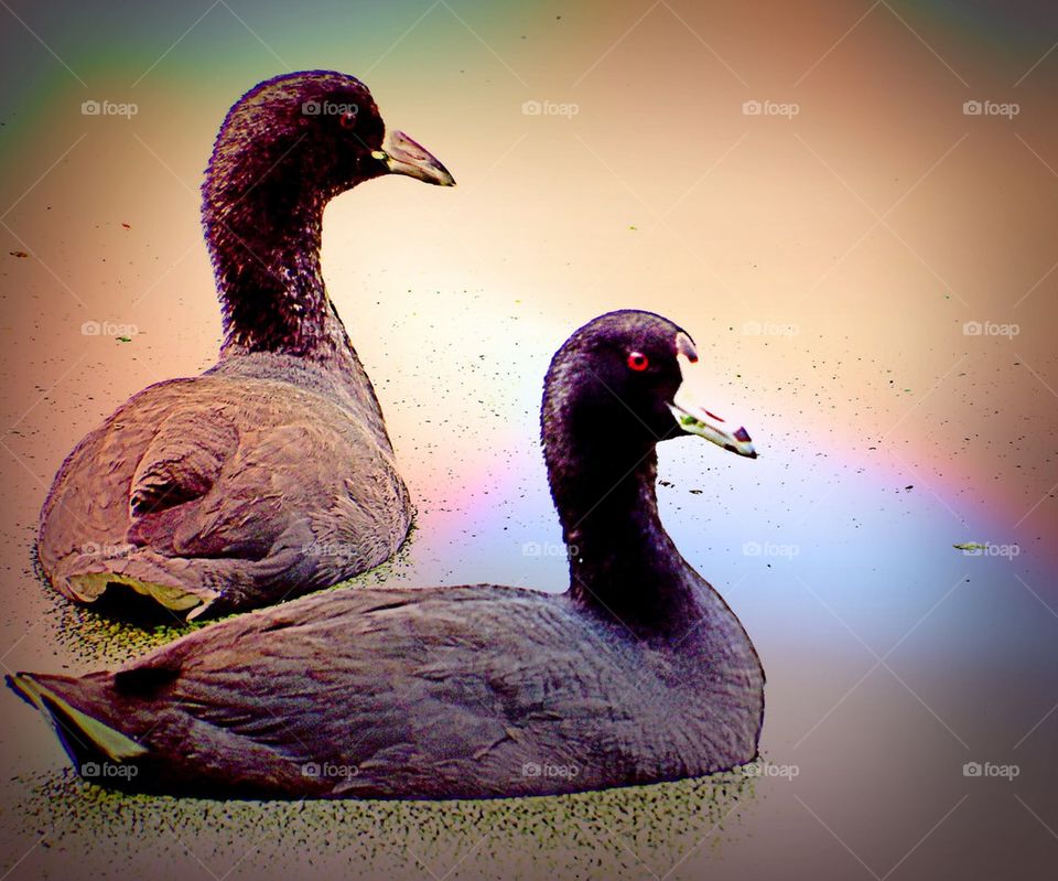 Coots