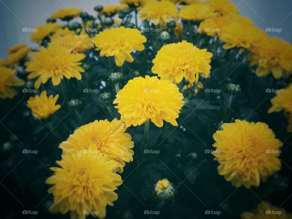 Yellow Mums