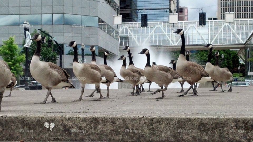 Geese in the city