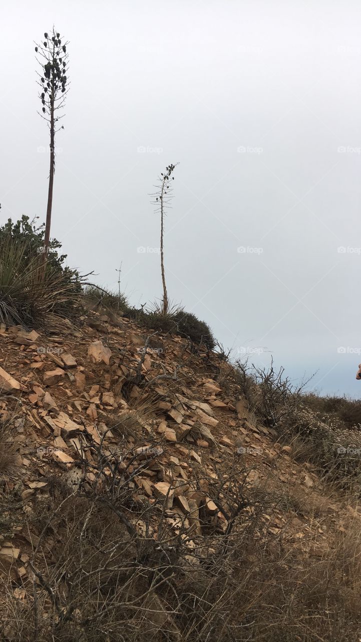 Malibu Hiking- Succulents