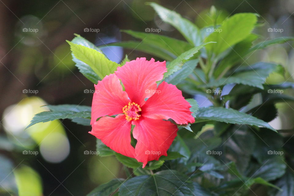 Hibisco