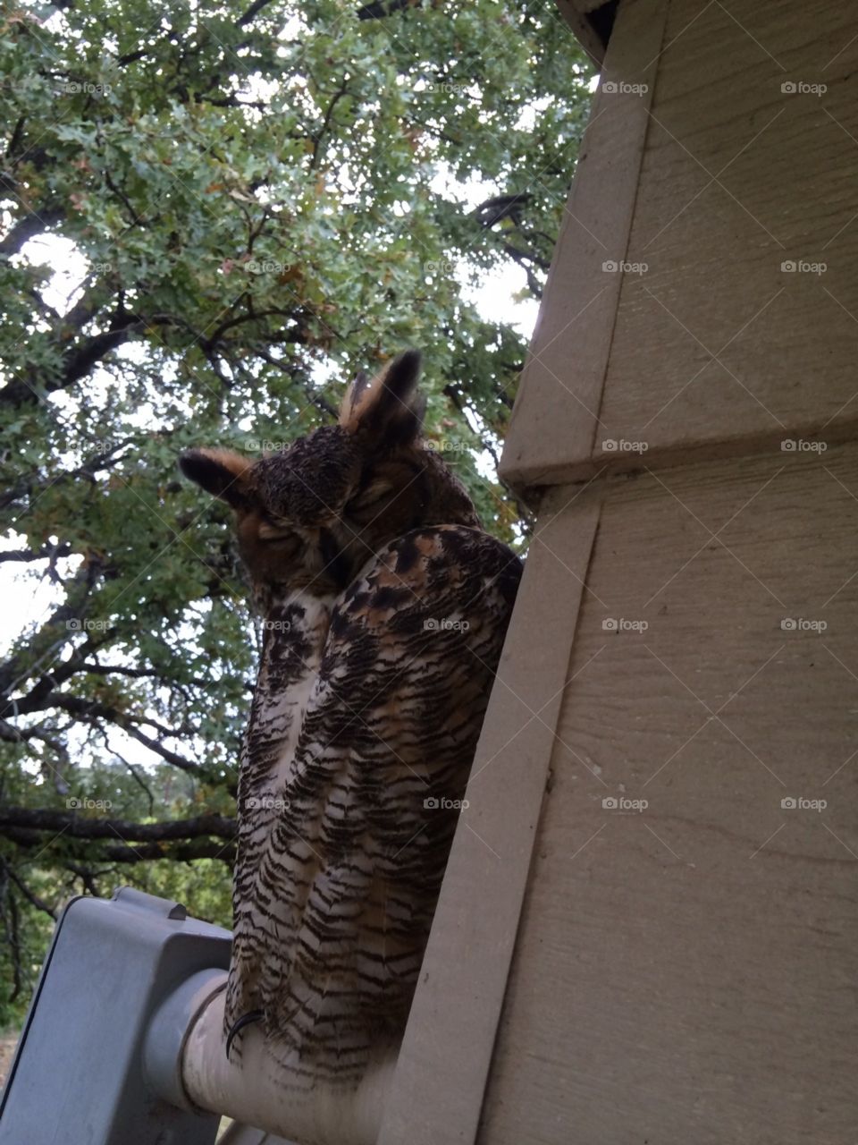 Owl on a ledge part four(?).