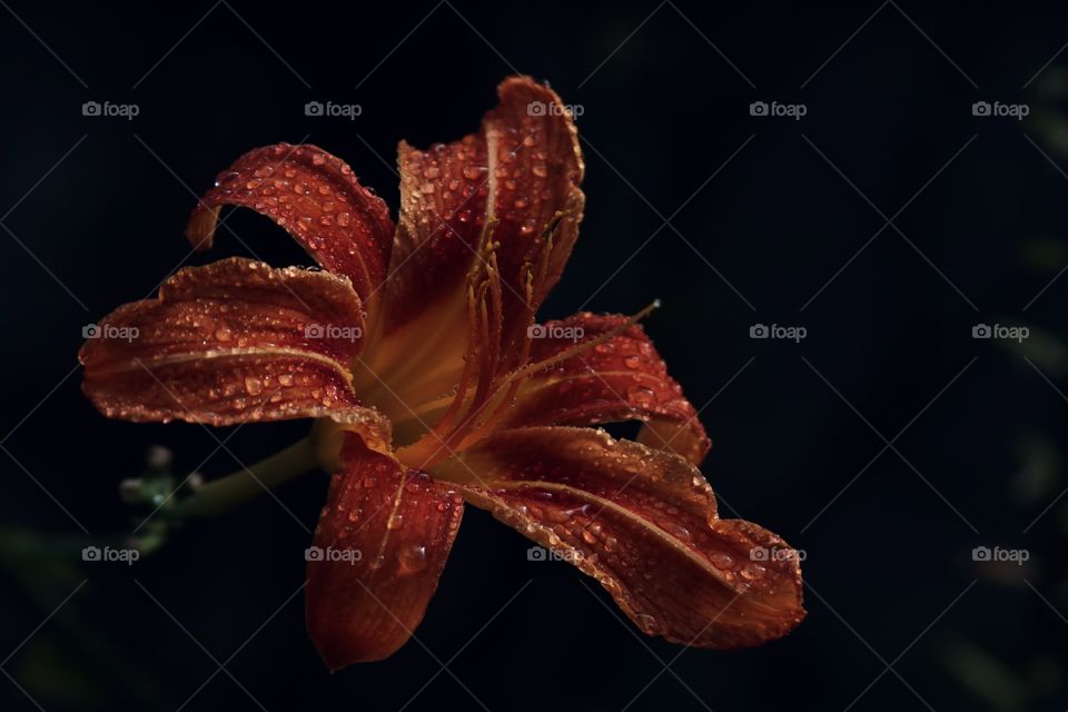 orange daylily flower in drops on a black background