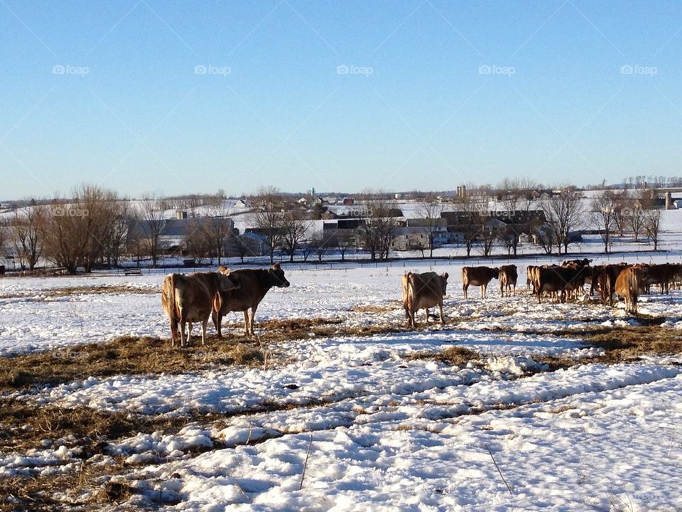 Cow pasture 