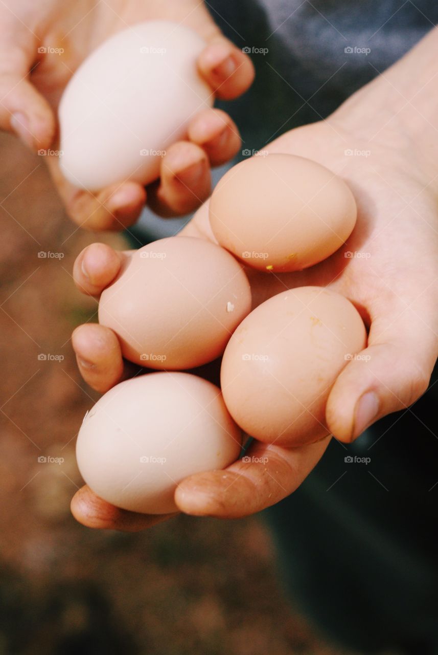 Hands holding fresh brown eggs and white eggs