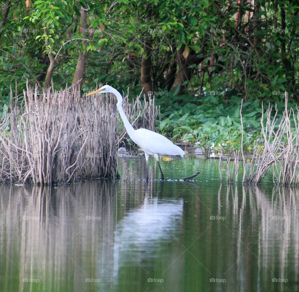 Heron in the nearby swamp