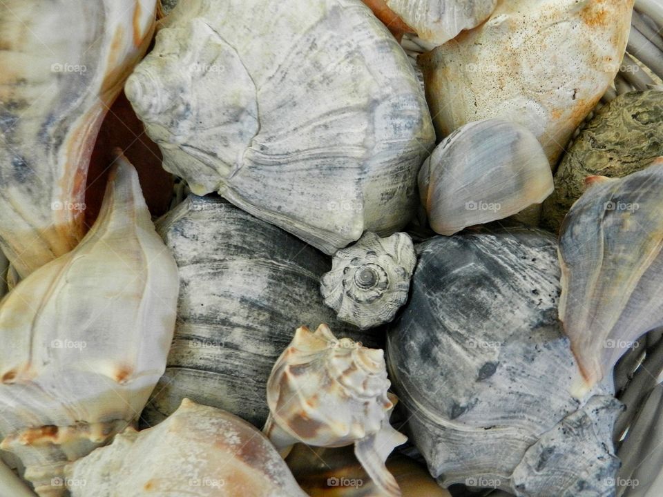 Sea shell