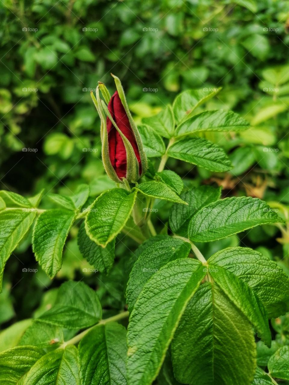 Is there anything more romantic and sexy than the perfect rose bud?