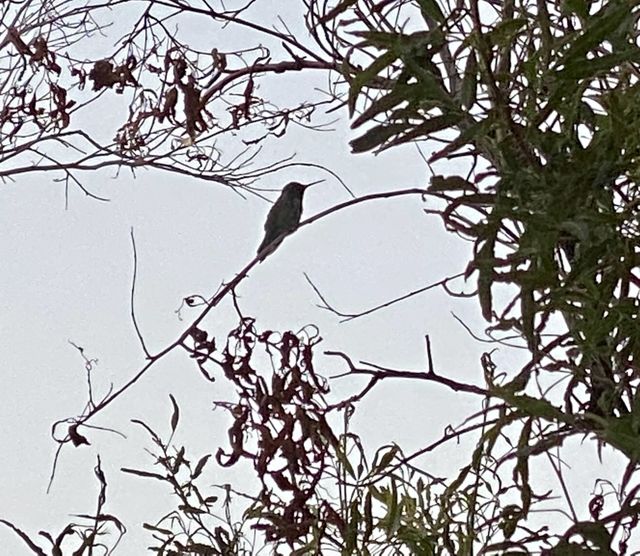 Silhouette hummingbird 