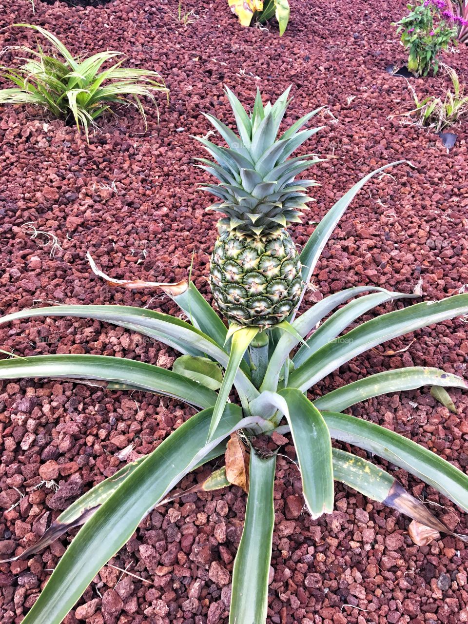 Who lives in a pineapple under the.. wait, what?