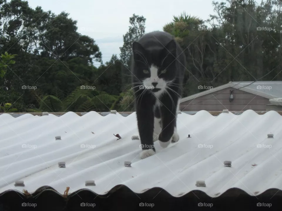 cat