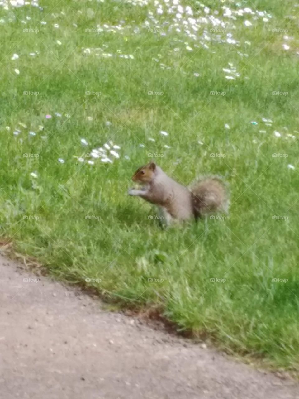 This property is protected by a highly trained squirrel