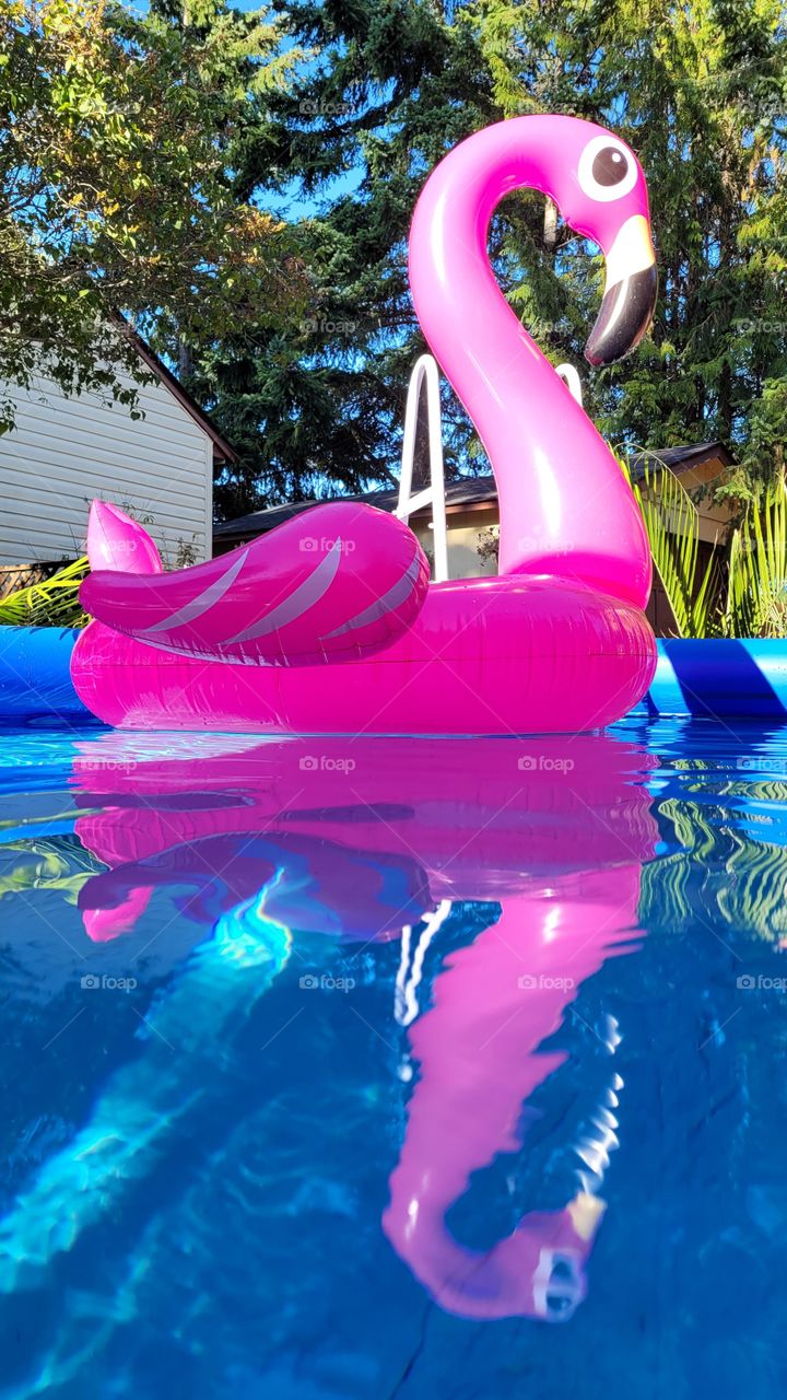 Seeing double, reflection in pool water of bright pink flamingo inflatable pool toy in summertime.