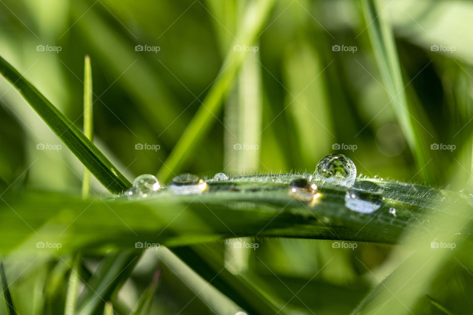 A macro portrait of some water droplets on a blade of grass in a lawn. You can see  every detail on the blade of grass and in the water.