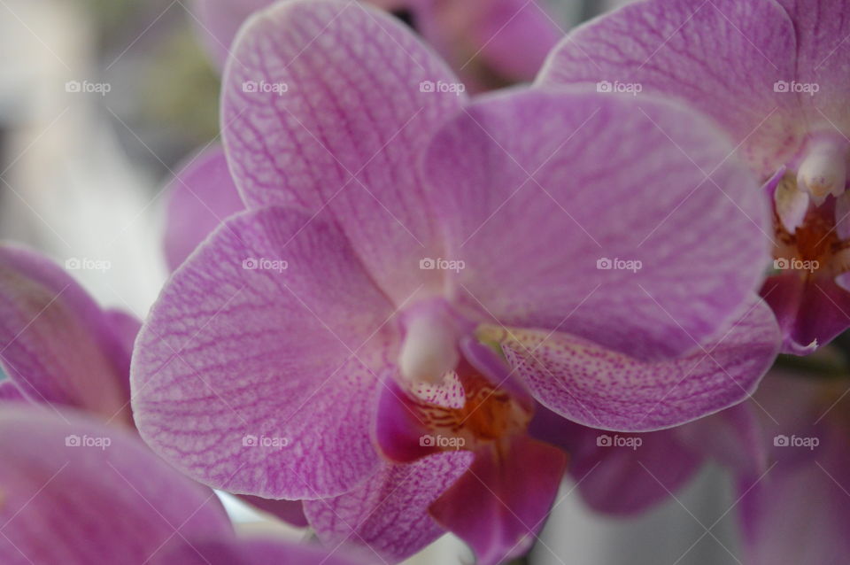 Extreme close-up of orchid flowers