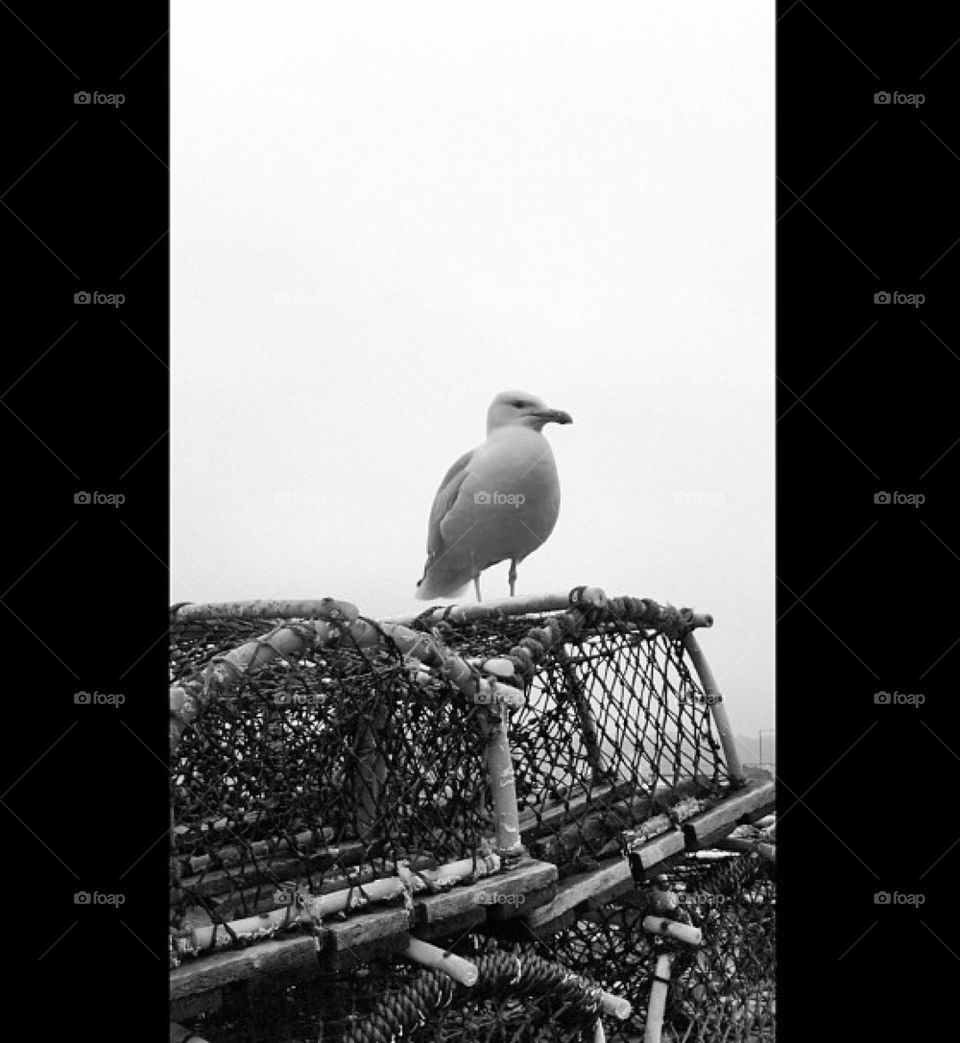 SEAGULL