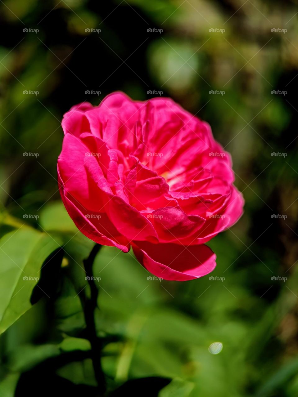 Close view of a rose flower.