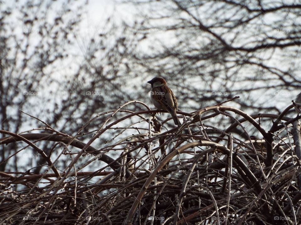 Bird perching on tree branch
