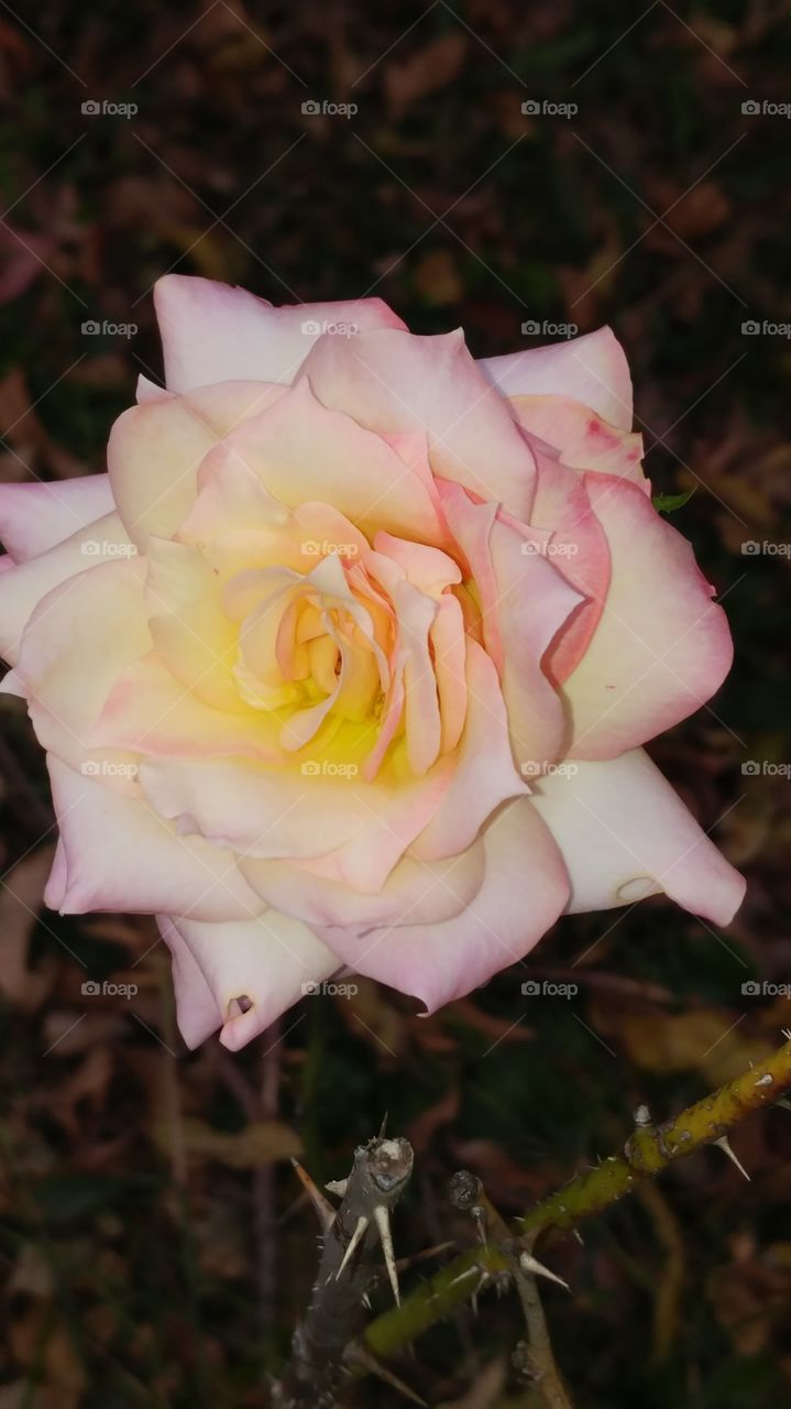 pastel rose