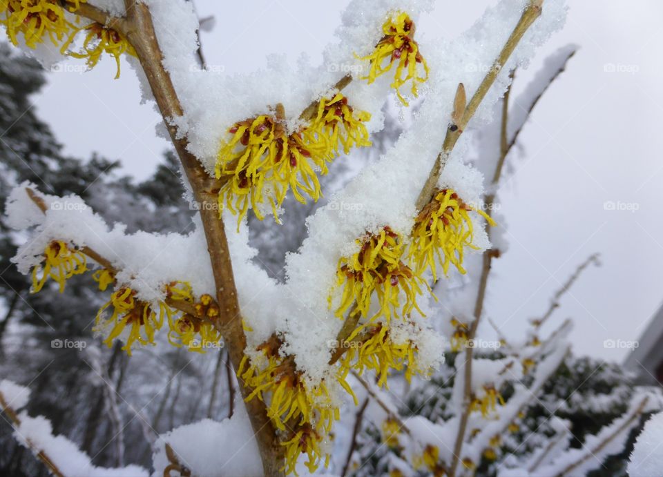 witch hazel