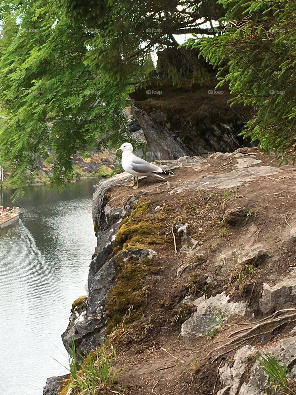 bird watching its possessions