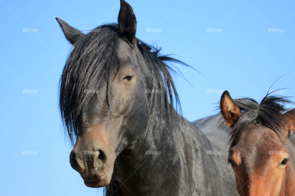 Wild old American Mustang black Stallion in Nevada High Sierras 