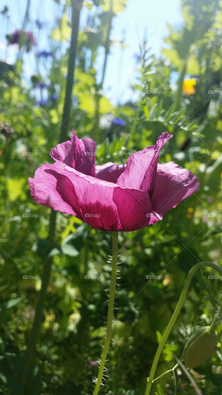 pink single poppy in the garden