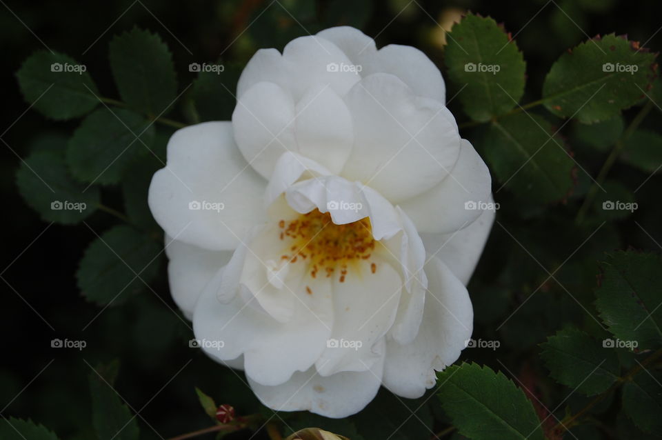 White rose hips
