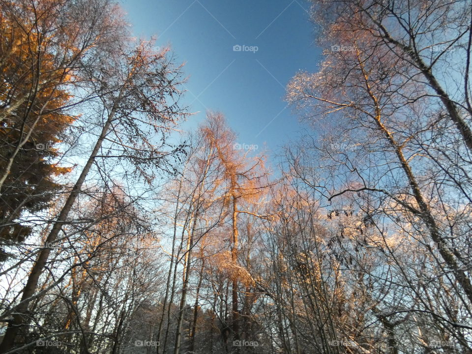 Scottish forest up view