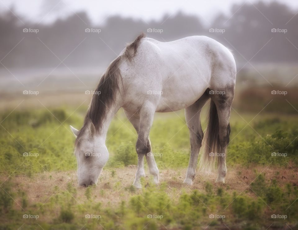 Grazing Horse
