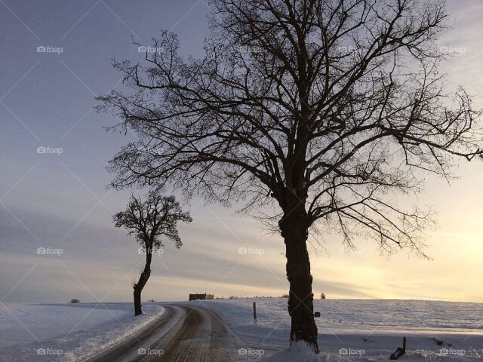 Winter landscape