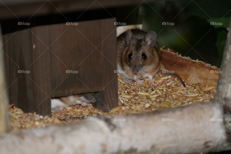 cute mouse at breakfast in the birdhouse 