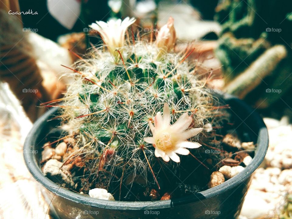 Beautiful cactus flowers with sunlight in Garden