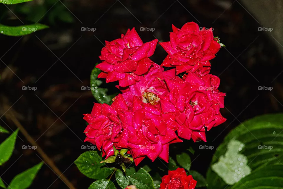 beautiful roses