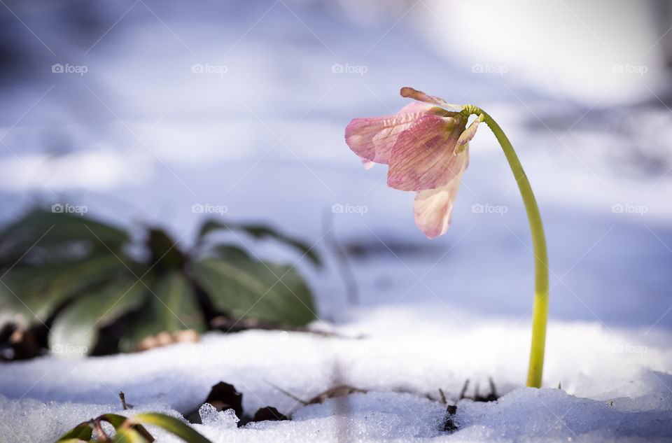 Hellebore in the snow. First flowering