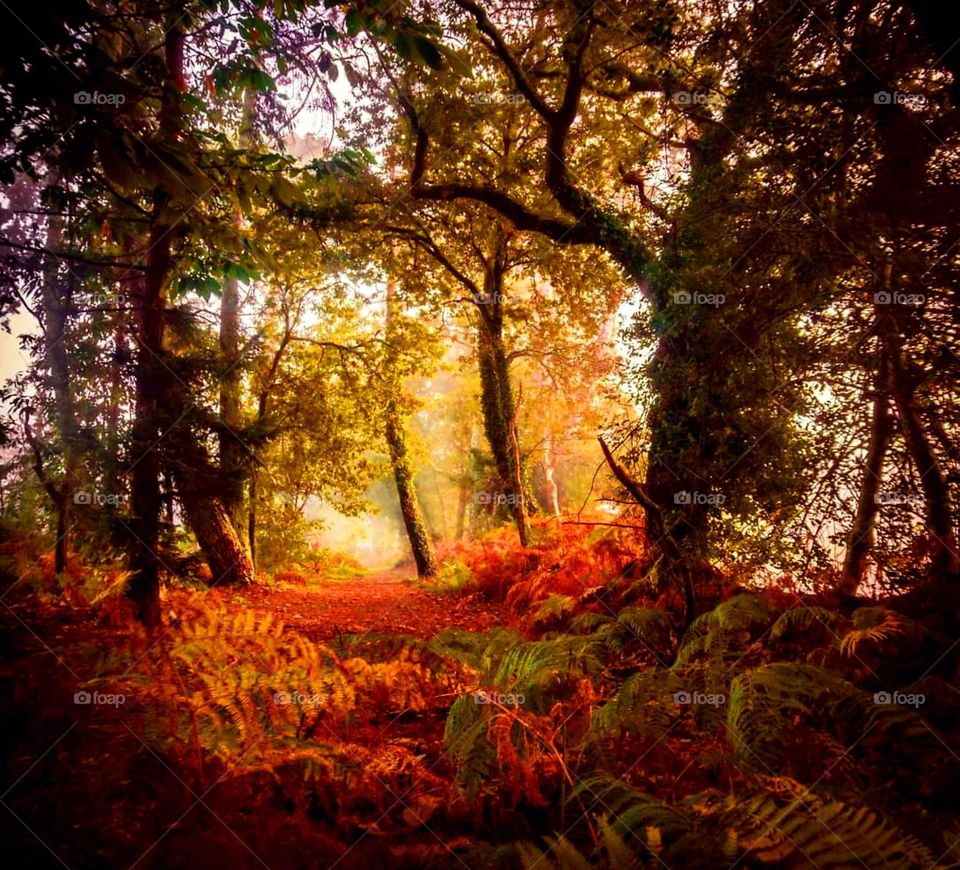Carpet of orange leaves and ferns among the trees of the forest of Beg Meil Mousterlin in Bénodet with the daylight ray coming through