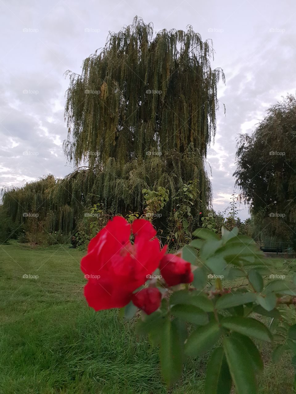 tree and rose