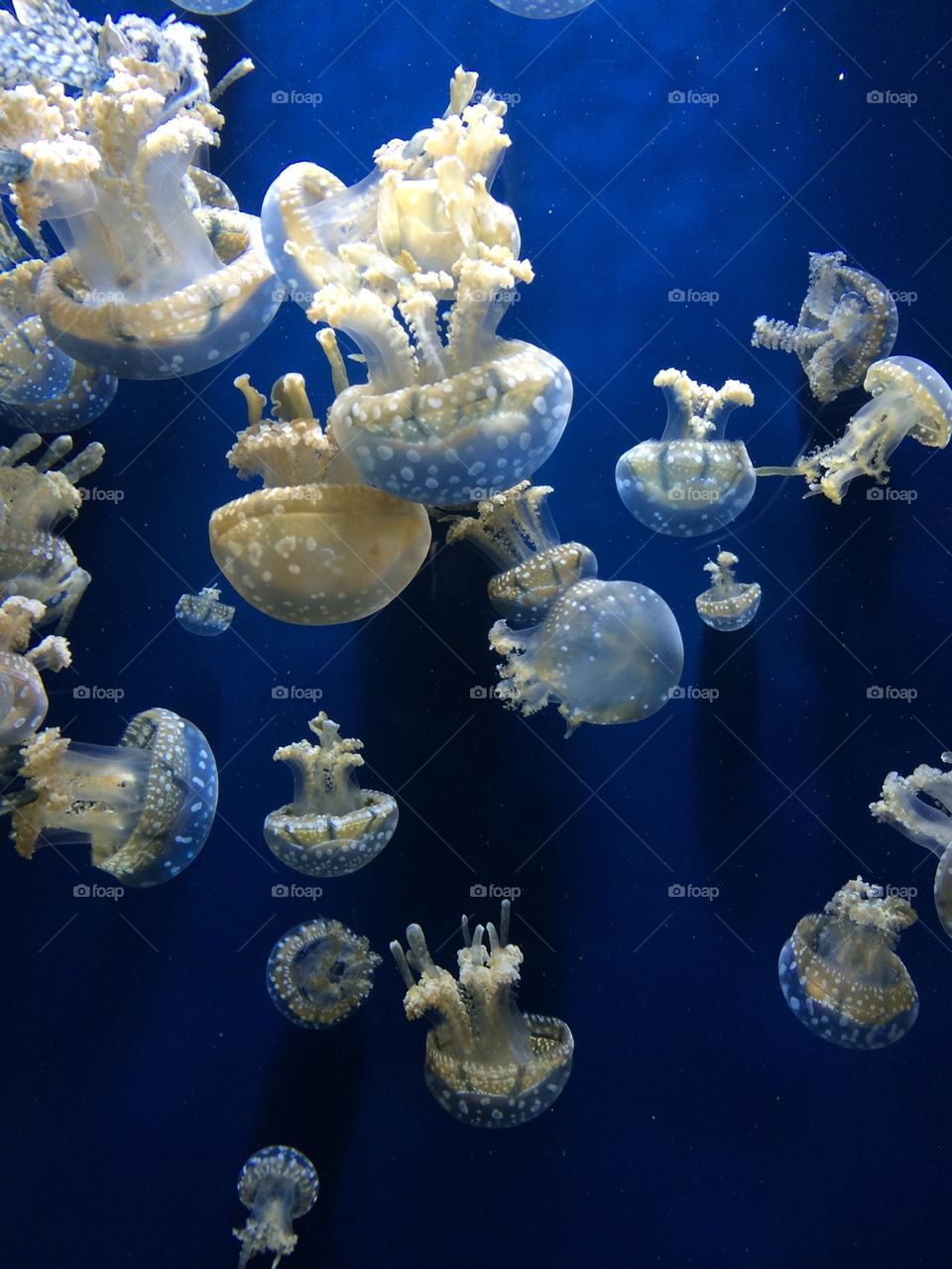 Jellyfishes in water