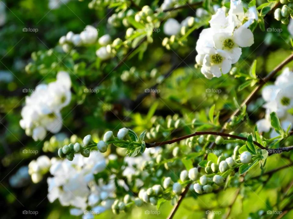 Blooming tree with white flowers