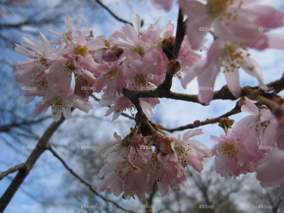 Cherry, Flower, Branch, Tree, Nature