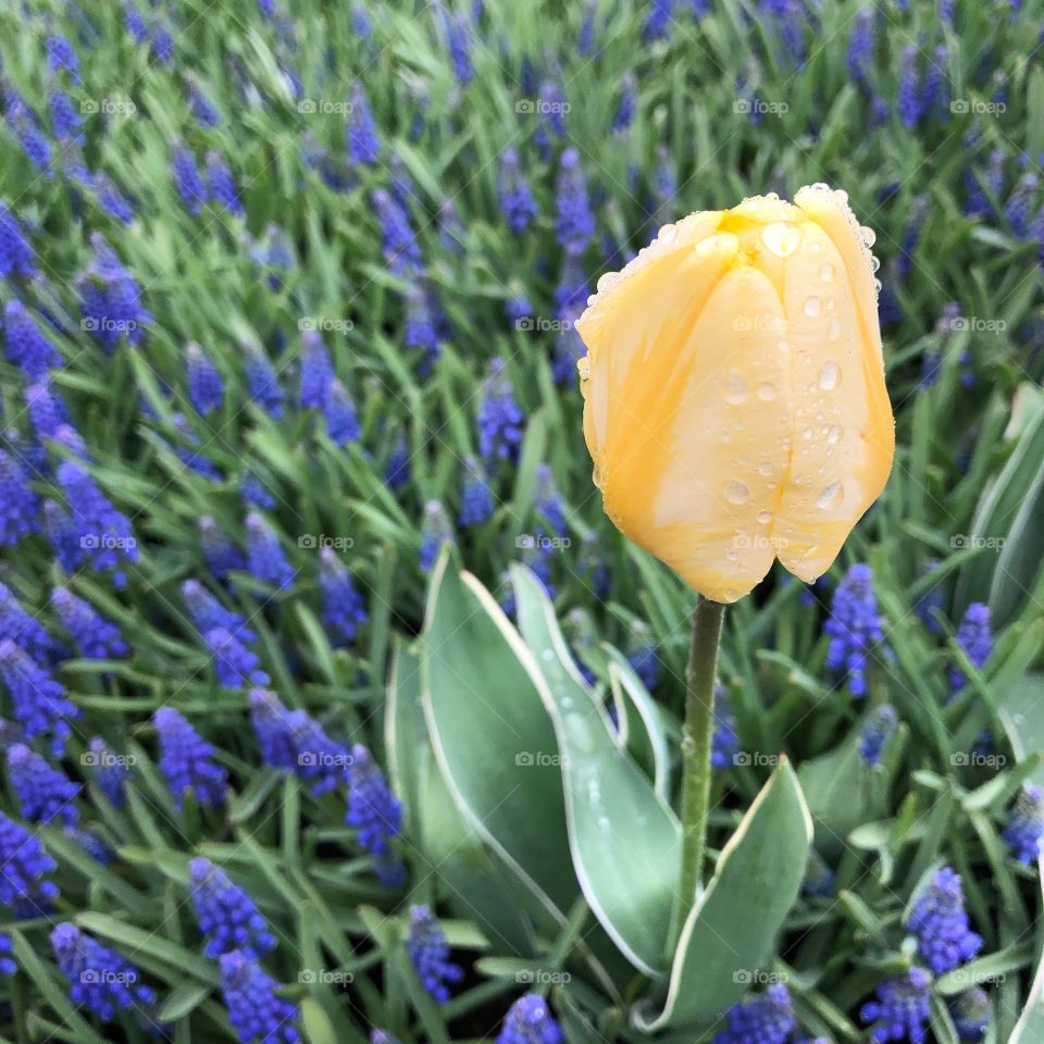 Yellow Tulip in New York