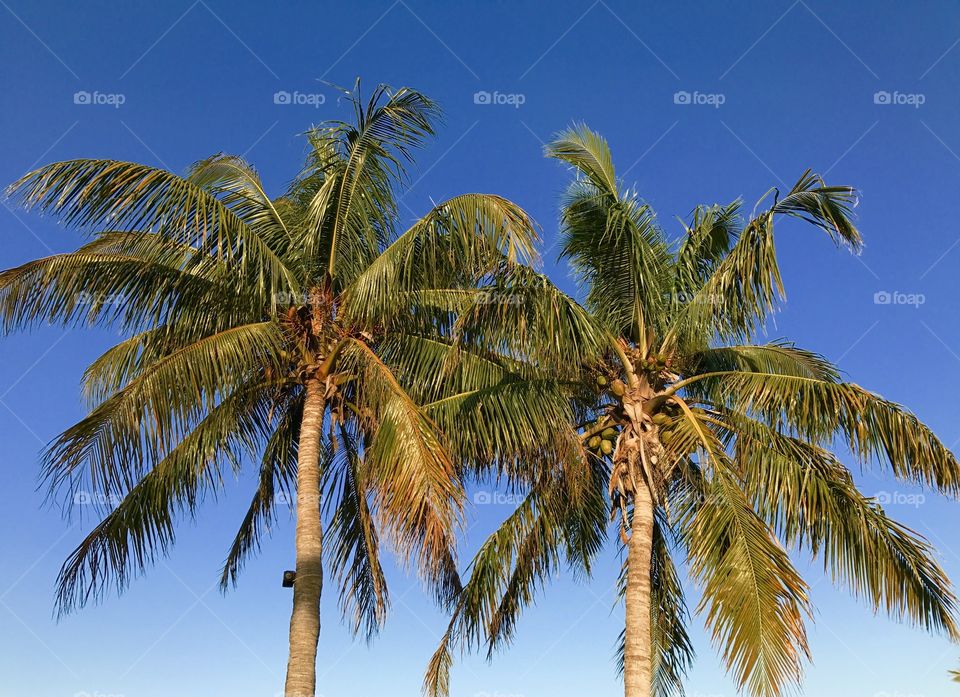 Palm Trees
