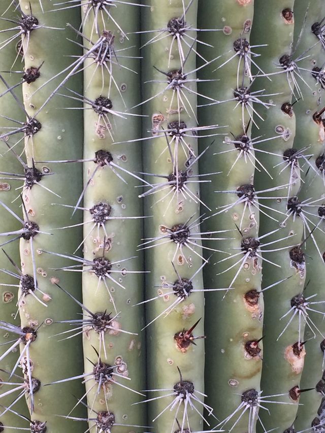 Desert Botanical Garden 